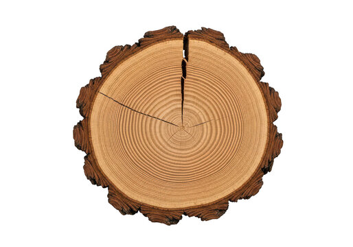 Cross section of a circular tree trunk showing detailed annual growth rings and textured bark edge