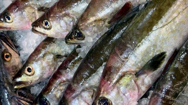 Fresh fish on ice in fish market store, catch of the day