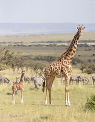 Obraz premium Giraffe Calf and Mother Near Zebras