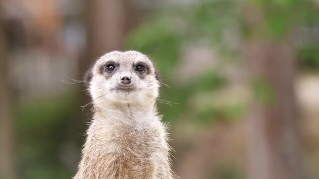 A detailed close-up of a meerkat standing upright in an alert posture within a South African wildlife park, against a blurred natural background. Shot in natural lighting, emphasizing texture.