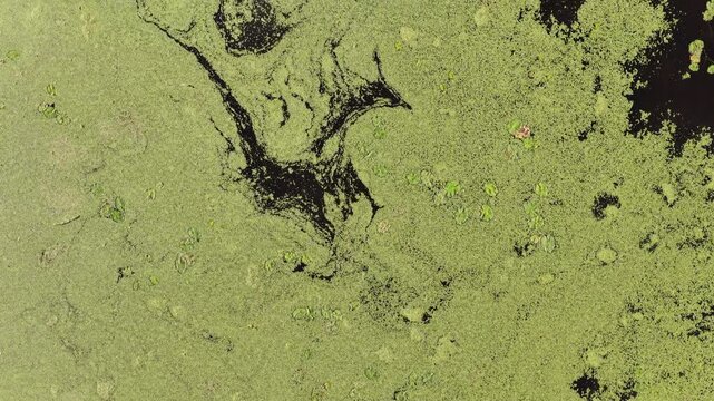 Top down aerial of alligators hiding in duckweed covered marsh water with aquatic vegetation