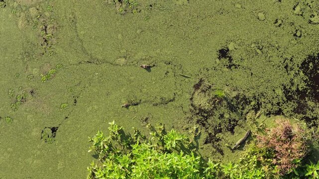 Aerial of alligators hiding and swimming in dense green duckweed and marsh vegetation in Emeralda Marsh Florida, natural habitat