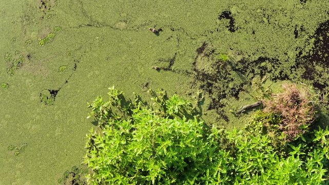 Top down aerial of thick duckweed covering marsh water as alligator swims and hides in Emeralda Marsh Florida