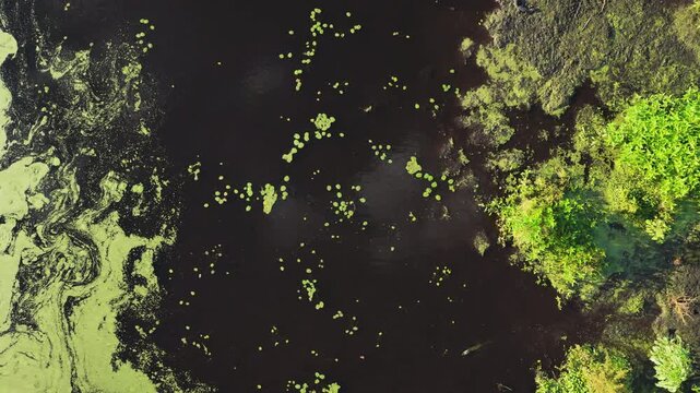 Drone pass over dark marsh water and floating duckweed strands in Emeralda Marsh Florida natural wetland ecosystem and prime alligator habitat