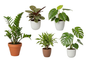 Obraz premium Collection of various indoor potted plants featuring different foliage shapes and leaf patterns