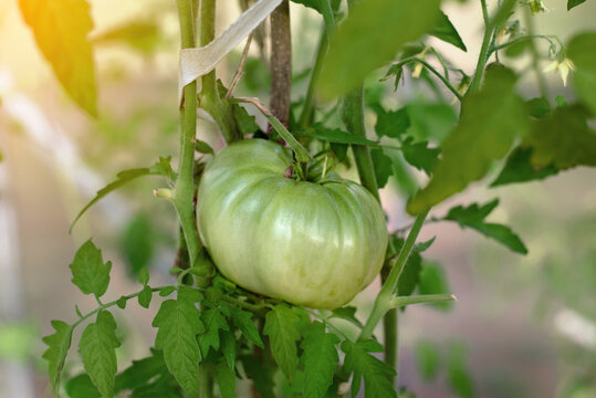 Green Beefsteak tomatoe closeup. Large unripe green tomato growing on vine in sunny summer garden tied to wooden support stake. Agricultural and organic food concepts. Selective focus
