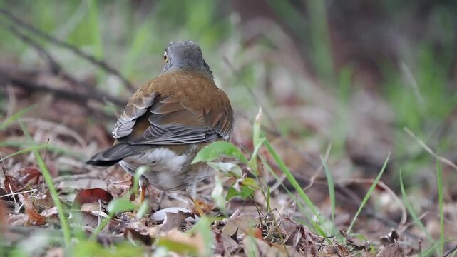 大きなミミズを見つけて飲み込むシロハラの後ろ姿