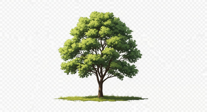 Isolated digital illustration of a majestic green poplar tree with dense lush foliage, detailed brown trunk, and small grass patch at the base, set on a transparent background.