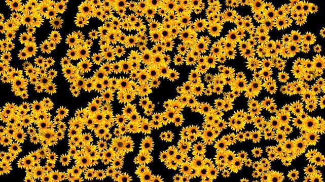 Top view of a large number of sunflowers emerging and filling the background, against a black background
