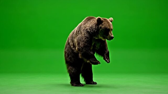 Large brown dancing bear standing on hind legs over green screen