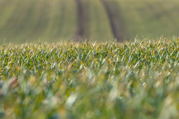 Green grass field with close-up view of blades, showcasing dew drops, leading to distant rows of crops and a blurred background of agricultural land under clear blue sky © I K Photography