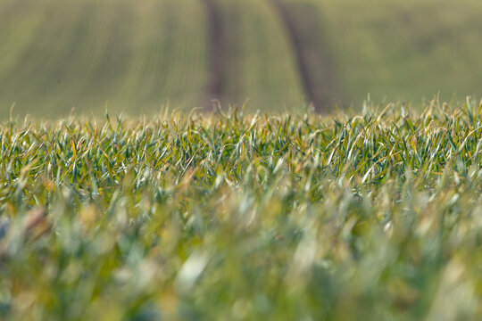Green grass field with close-up view of blades, showcasing dew drops, leading to distant rows of crops and a blurred background of agricultural land under clear blue sky
