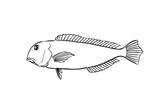 Red tilefish hand-drawn ink line illustration, marine fish vector