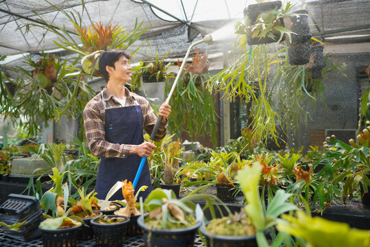 A gardener with a watering hose and a sprayer water working in greenhouse and watering fern. Gardening, growing and flower care concept. Selective focus