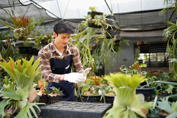 asian gardener man or owner is working inside greenhouse using smartphone take photo exotic tropical fern at garden center for native and exotic plant, tropical plants grower concept © Stella 16