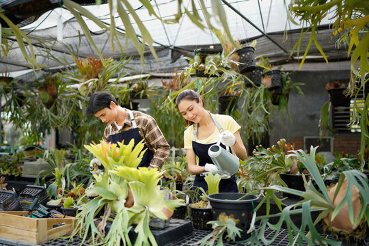 Two gardener or couple owner is working inside greenhouse caring for exotic tropical fern at nursery garden center for native and exotic plant, tropical plants grower concept