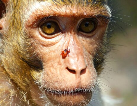 A close-up of a monkey's face with a ladybug on its nose