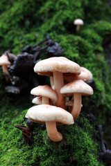 Wild mushrooms growing on green moss in a forest © k49red