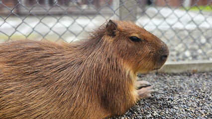 Fototapeta premium Adorable zoo capybara face close up detail look, relaxing taking nap fall a sleep, interacting visitors. Viral cute animal moment, calm expression, fluffy face.wildlife scene, trending pet