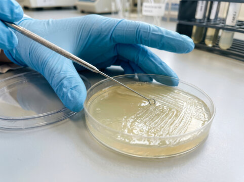 Scientist using an inoculation loop to streak a bacterial culture on an agar plate in a laboratory