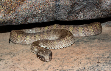 Obraz premium Australian Highly venomous Northern Death Adder