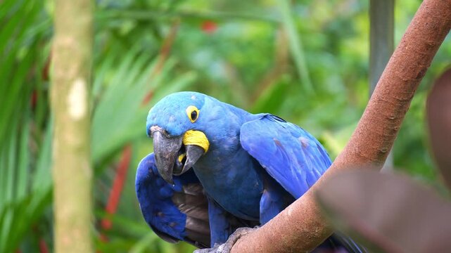 A Hyacinth macaw (Anodorhynchus hyacinthinus) perches on a tree branch, clicking its tongue, close up shot.