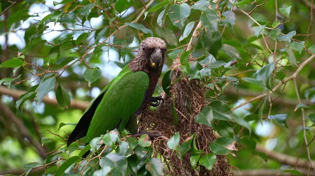 A Red-fan parrot (Deroptyus accipitrinus) perches on tree branch, feeds on food, close up shot.