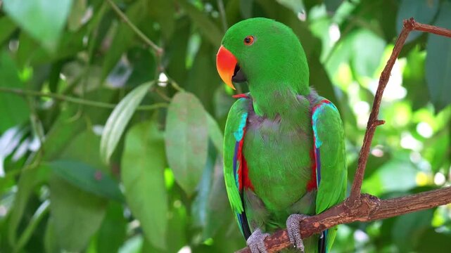 A male Moluccan Eclectus Parrot (Eclectus roratus) perches on a branch beneath a dense tree canopy, close up shot.