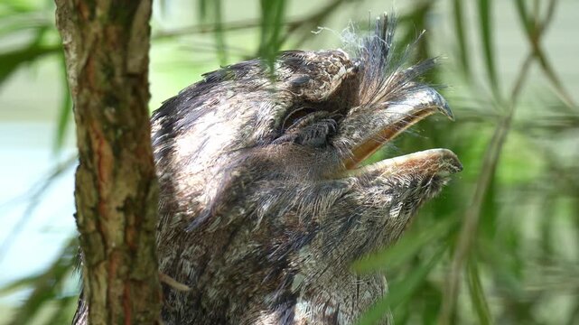 A Tawny frogmouth (Podargus strigoides) rests on the tree, sleeping during the day, camouflaged among the tree bark and woodland forest environment to avoid detection, close up shot.