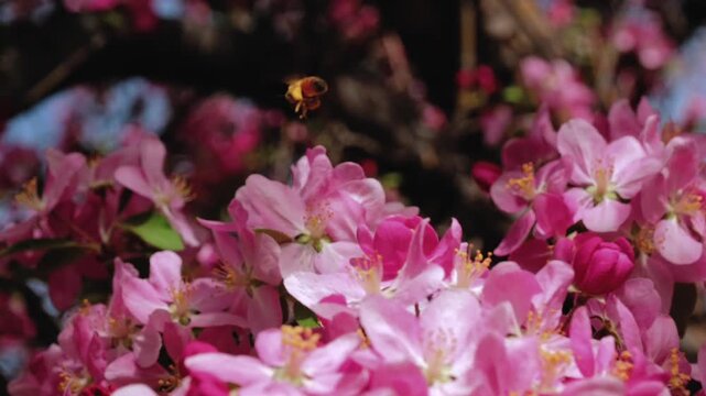 This close up view shows a honey bee in flying between a cluster of vibrant pink spring blossoms. It emphasizes the active lifecycle of pollinators and the beauty of seasonal orchard growth.