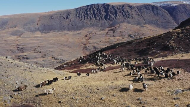 Wide aerial view of a herd of yaks moving across a dry mountain slope above a river valley in a rugged highland landscape. Shaggy animals spread over rocky terrain with dramatic peaks and open