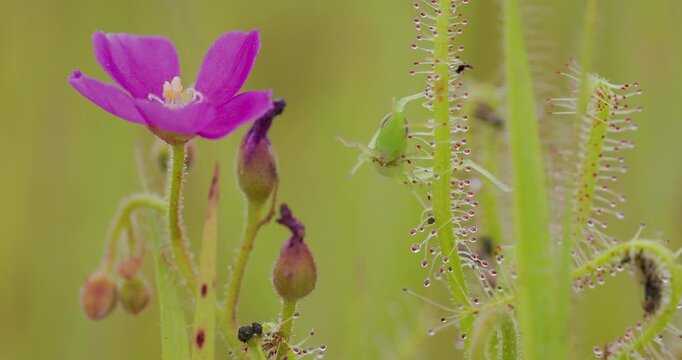Green Grasshopper trapped in sticky Drosera indica tentacles with a pink flower in the foreground. Indian sundew insectivorous