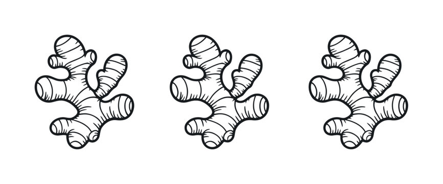 Ginger root illustration set in a row isolated on white background fresh spice herbal ingredient vector illustration