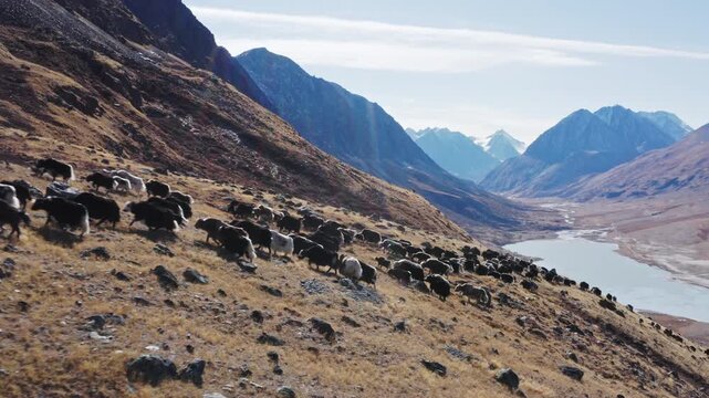 Aerial view of a herd of yaks moving across a dry mountain slope in a rugged highland landscape. Group of shaggy animals spreads over rocky terrain under clear daylight, creating a natural scene of