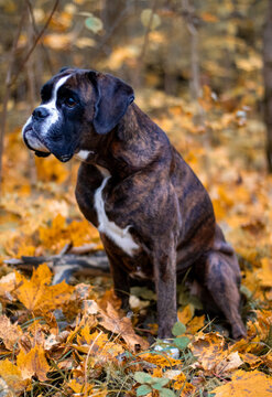 Beautiful brindle boxer dog is posing outside in golden autumn leaves, nice gold portrait and background
