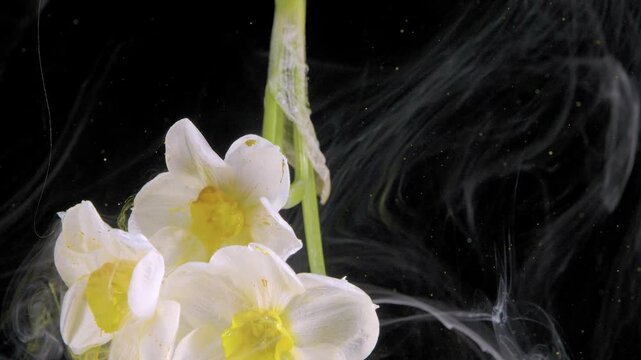 White daffodil macro swirl delicate petals enveloped by translucent pigment filaments in dark tank, scientific aesthetic meets floral artistry