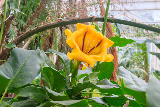 A huge yellow flower of Solandra grandiflora, also known as the showy chalicevine or papaturra