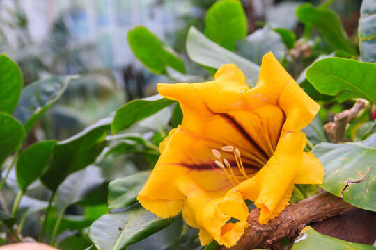 A huge yellow flower of Solandra grandiflora, also known as the showy chalicevine or papaturra