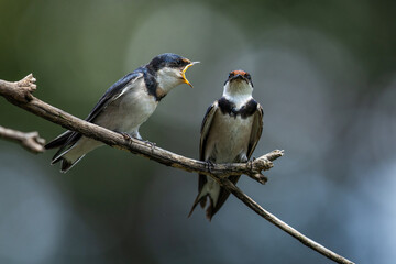 Fototapeta premium Two white-throated swallows (Hirundo albigularis) on a branch, one swallow chirps at the other swallow