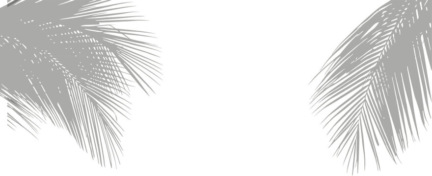 Minimal tropical palm leaf shadows on light background creating elegant natural composition for modern design. Soft botanical silhouettes with subtle overlay effect ideal for branding, posters, 