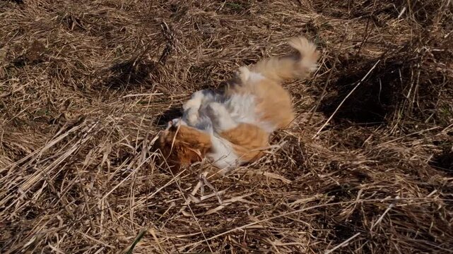 Fluffy ginger cat rolling on dry grass