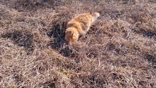 Fluffy ginger cat hunting in a dry grass field
