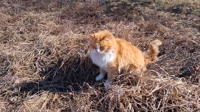 Fluffy ginger cat sitting in dry grass