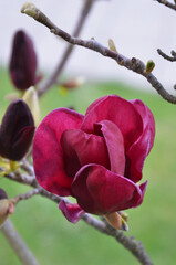 Fototapeta premium Deep magenta blooming magnolia 'Genie'. Closeup tree branch with flower, petals. Landscaping ,growing magnolia tree concept.