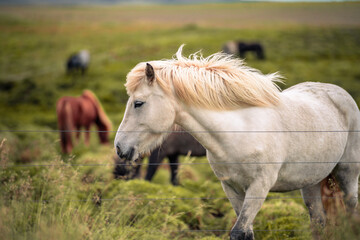 Fototapeta premium Typical Icelandic landscape with Icelandic horses on the Vatnsnes peninsula in the north of Iceland