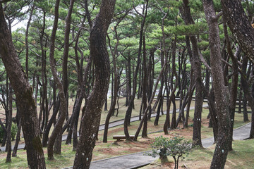 Obraz premium Pine grove with slanted trunks in coastal forest landscape