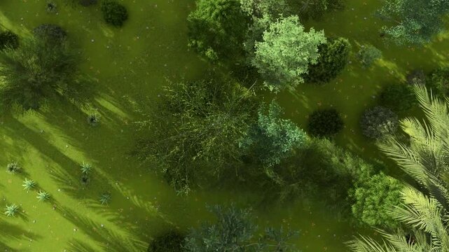 Aerial Forest Landscape Green Trees Top View Nature Background Footage