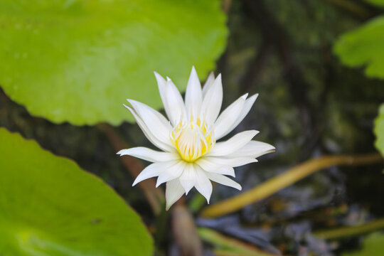 Beautiful white lotus flower blooming in a tropical pond with green leaves