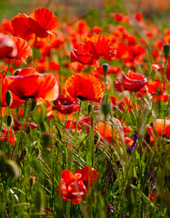 Obraz premium feuriger Mohn.Amazing beautiful multitude of poppies growing