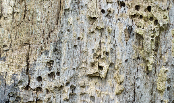 Severe damage to a tree trunk, likely caused by wood-boring insects or woodpeckers